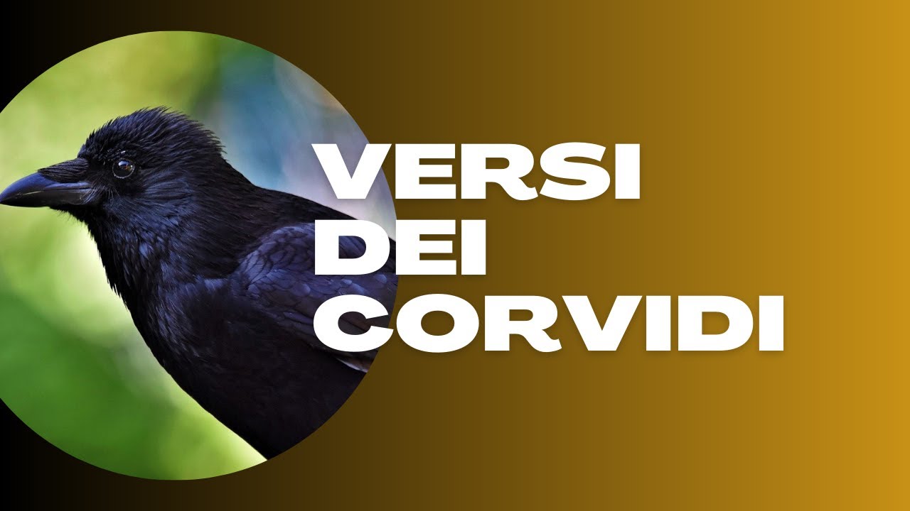 I Versi dei Corvidi