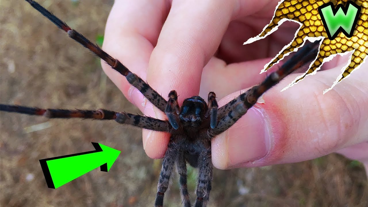 How to Catch Spiders WITH YOUR BARE HANDS!!