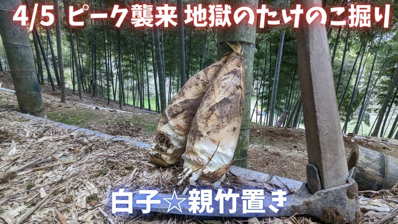 ピーク の たけのこ地獄　４月５日　徳島県阿南市