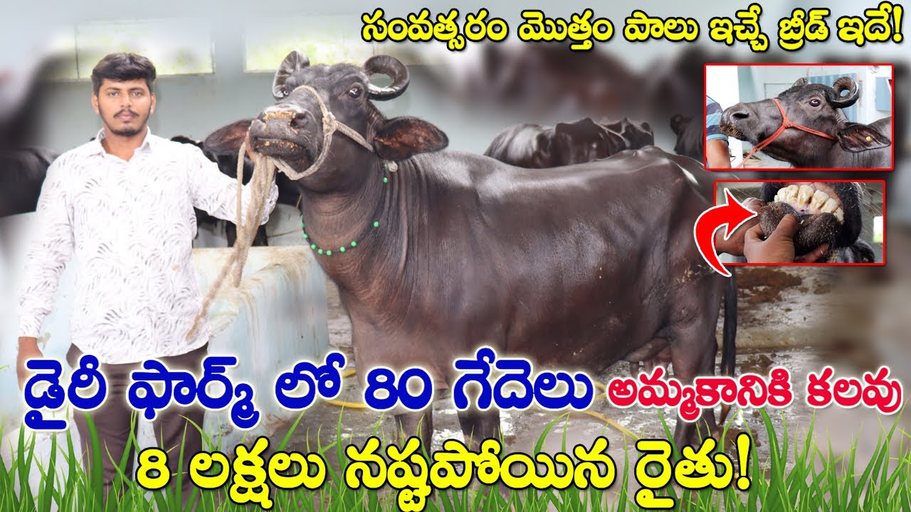 80 గేదెలు అమ్మకానికి కలవు | Bunny & Murra buffaloes for sale| సంవత్సరం వరకు పాలు ఇచ్చే బ్రీడ్?CBNews