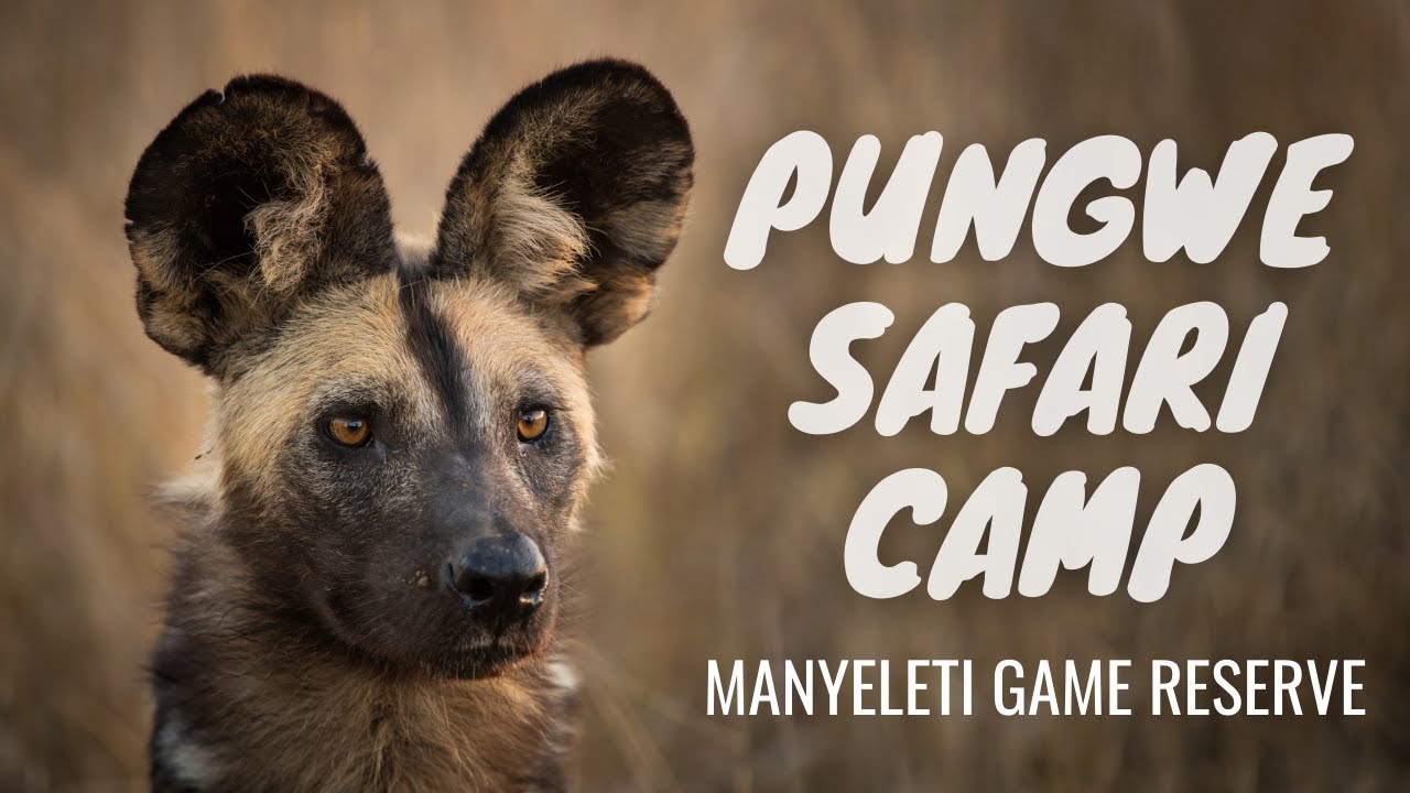 Pungwe Safari Camp in the Manyeleti Game Reserve, South Africa