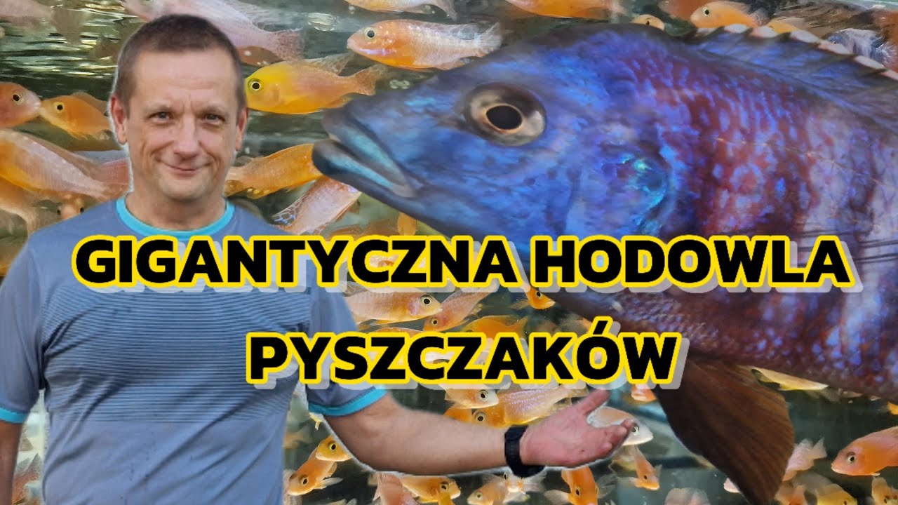 GIGANTYCZNA HODOWLA PYSZCZAKÓW