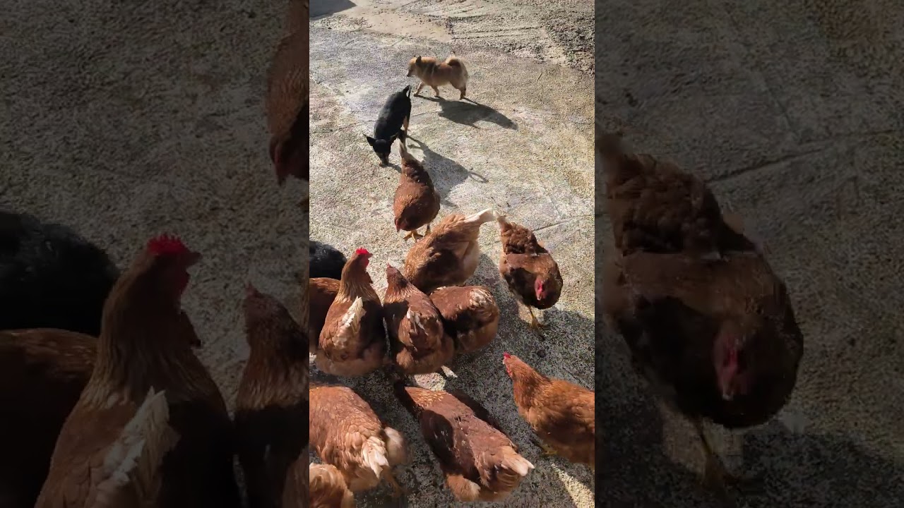 Tavuk değil mafya bunla🤣. 