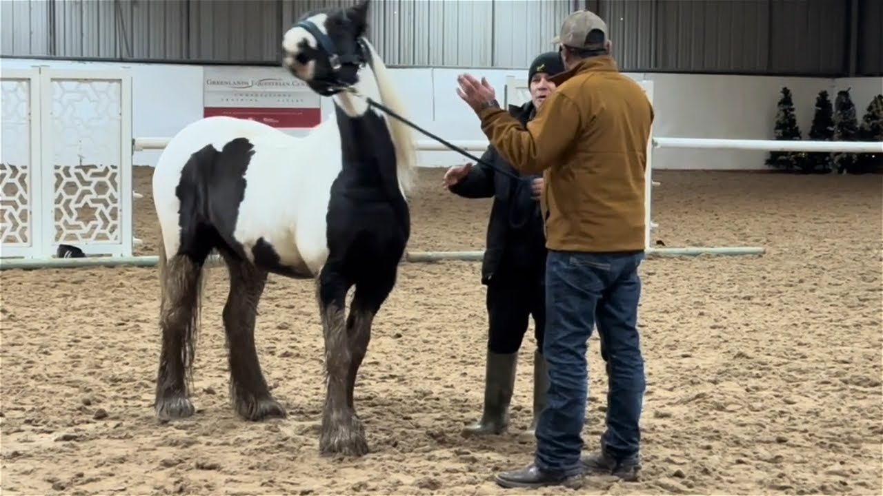 Big Behaviour changes in this horse!