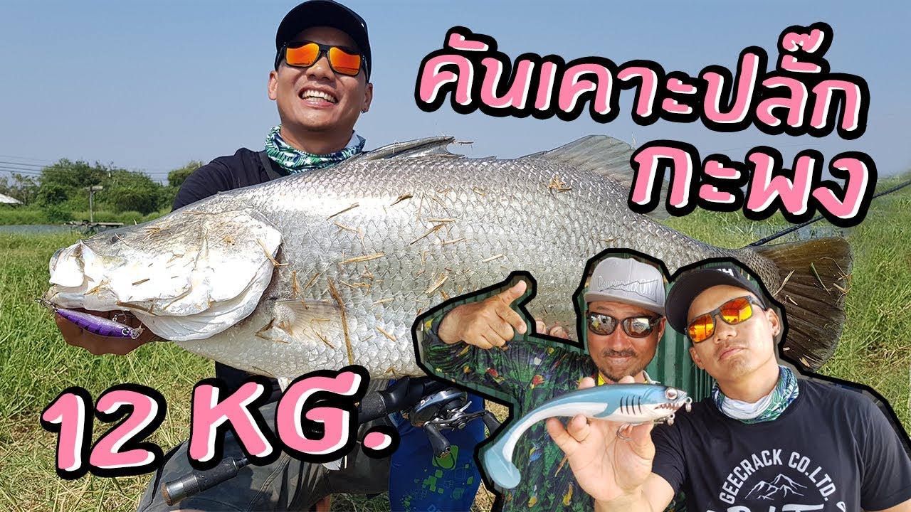 คันเคาะปลั๊กกะพง 12kg. โปรญี่ปุ่นกับเหยื่อฉลามยักษ์ Feat. Takuma Hata