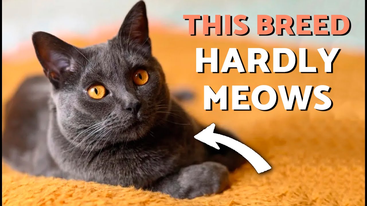 5 surprising facts about the Chartreux cat! 😽🤯 Is it a dog with cat skin?