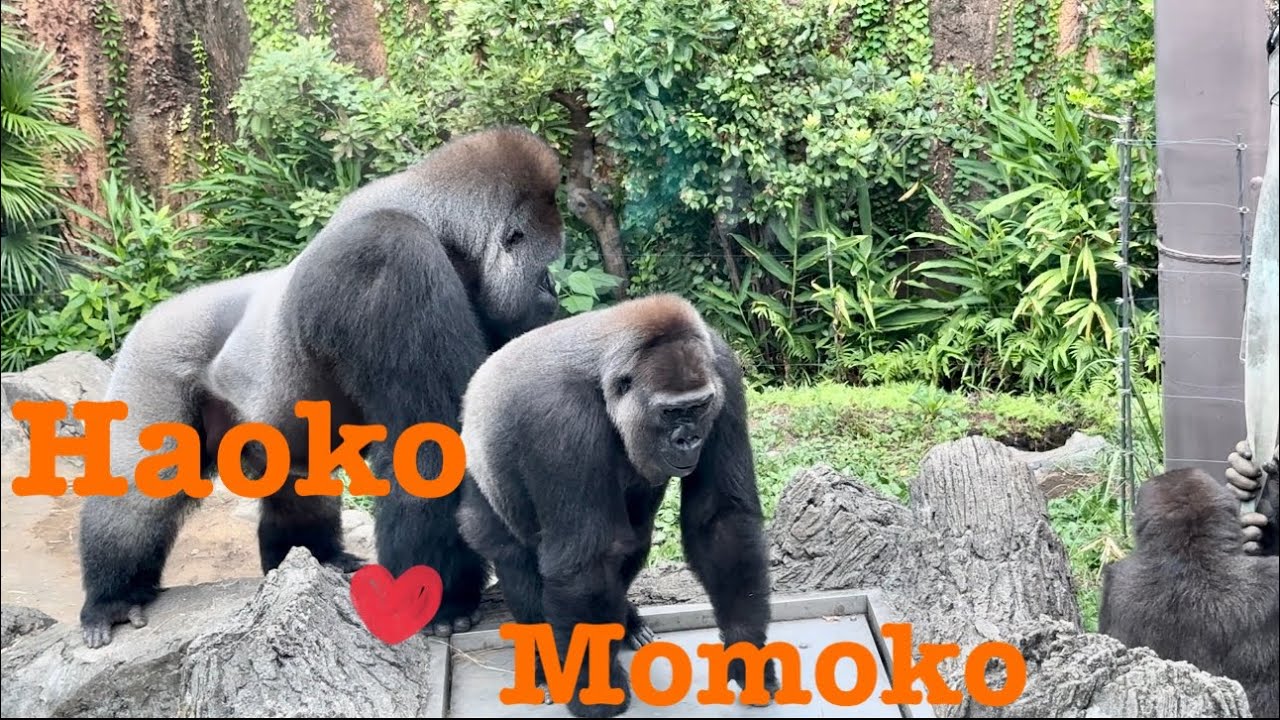 ②苛立つハオコその時モモコの行動に感動❗️🥹Impressed by Momoko's action
