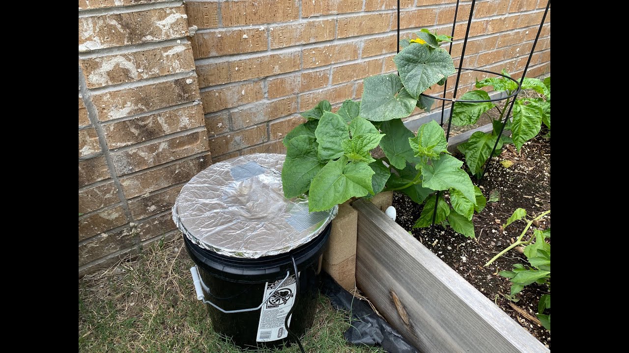 Propagating Cucumbers for Growing in Hydroponic