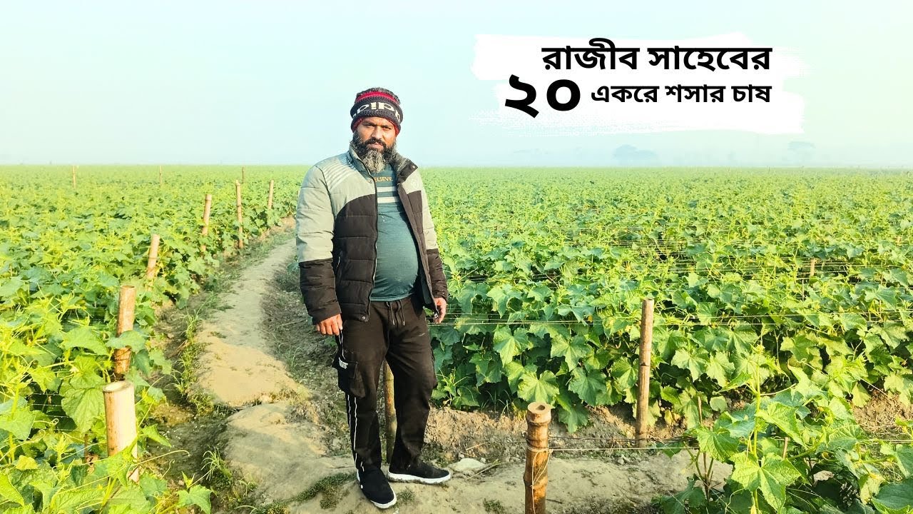 রাজীব সাহেব শসা চাষ ভালো বুঝে তাই ২০ একরে শসা চাষ করলেন // cucumber cultivation in 20 akore.