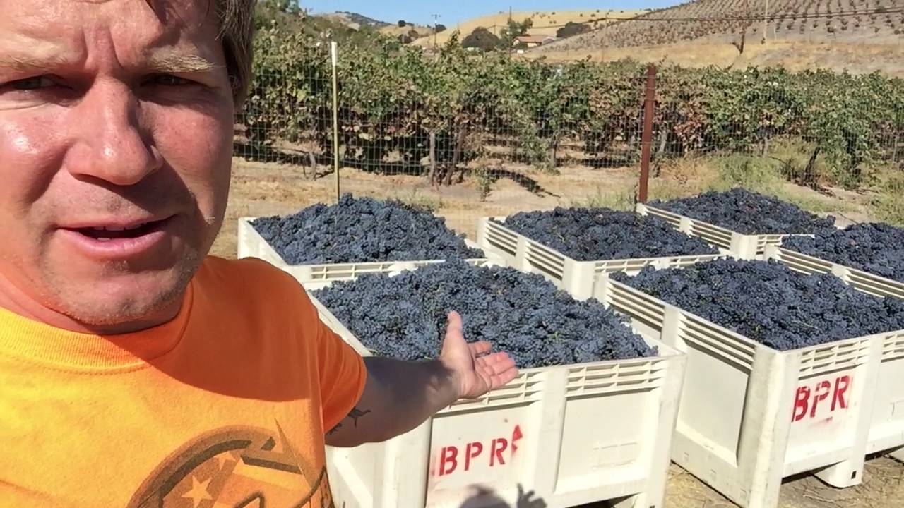 no whining, have a grape day!