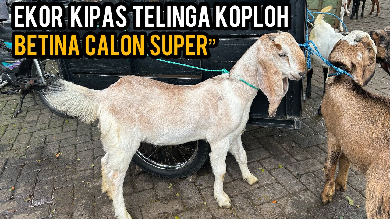 Update Harga Kambing hari ini di Pasar Hewan Wlingi-Blitar. Kamis, 26 Februari 2026.