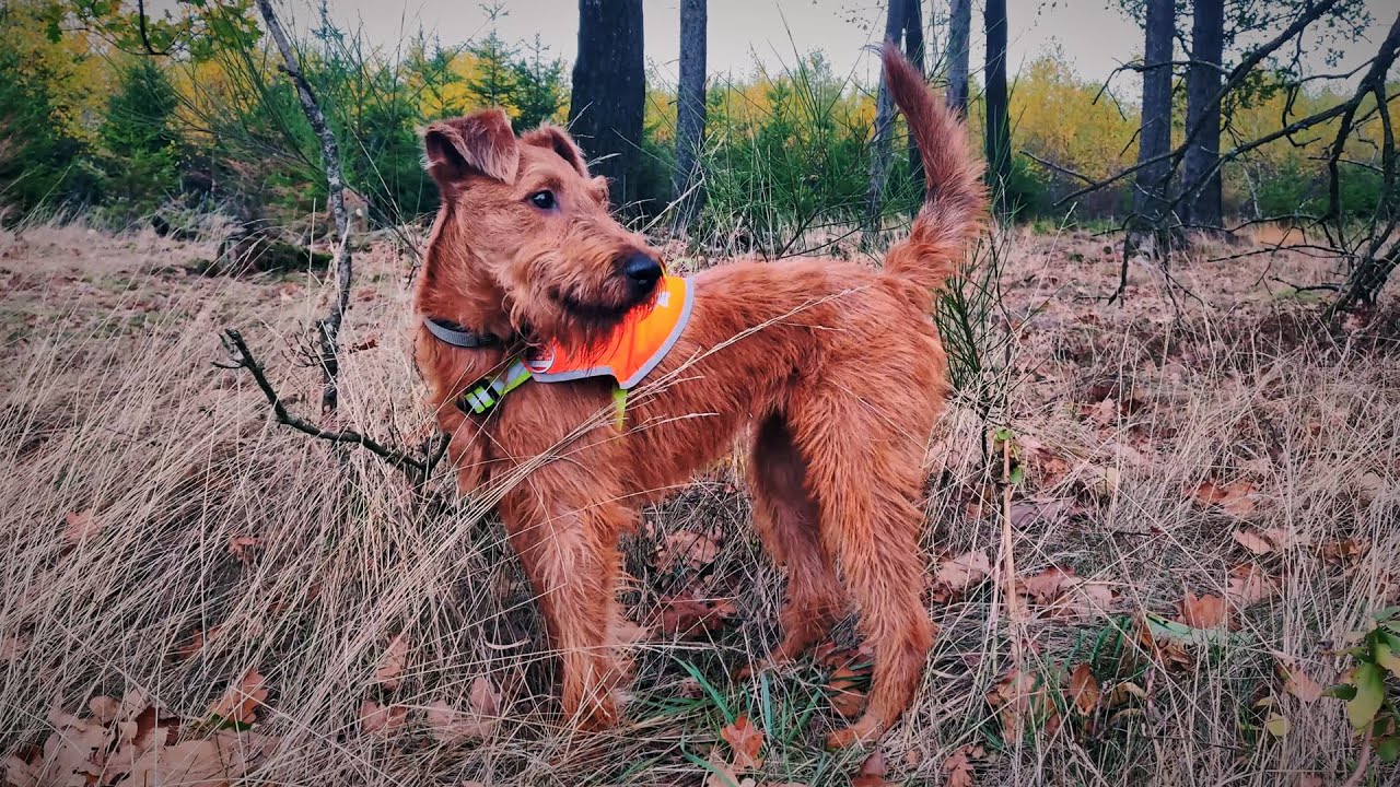 Frida - an Irish Terrier growing up