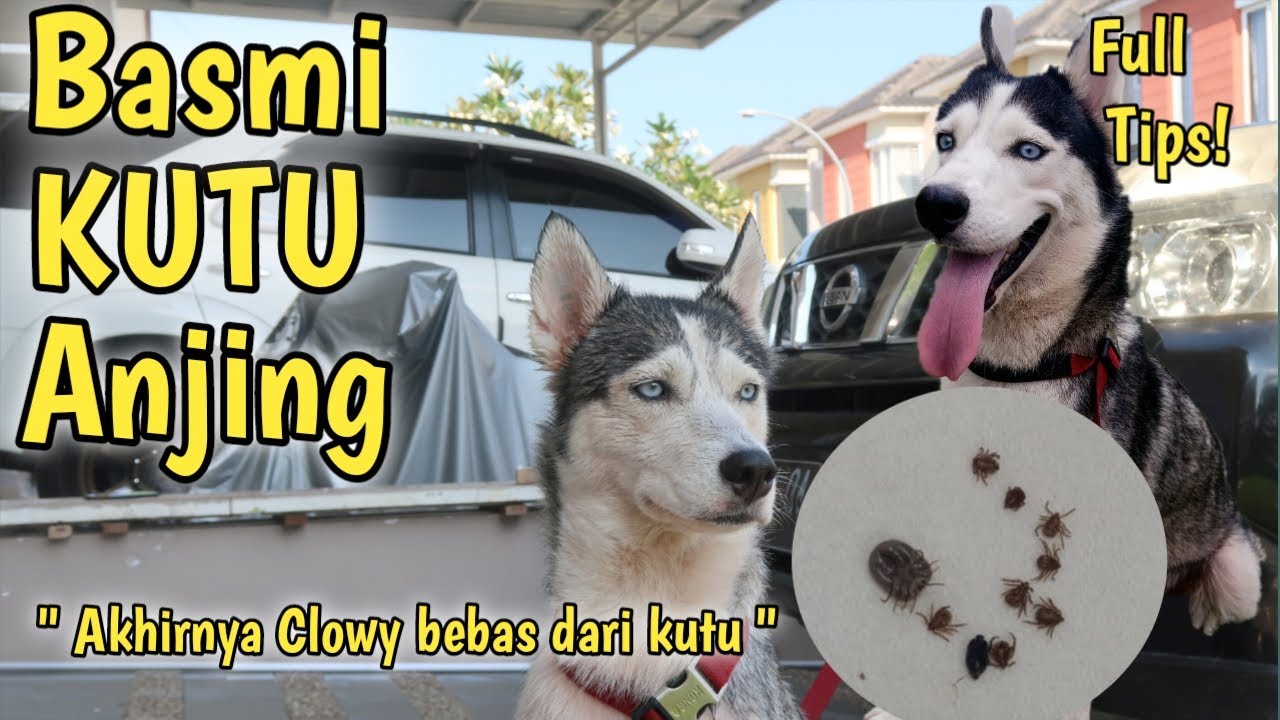 Cara Ampuh Basmi Kutu Anjing | Terbukti Guys!