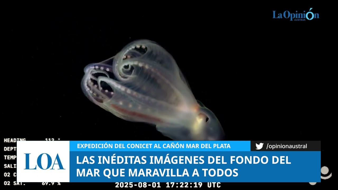 Las inéditas imágenes del fondo del mar capturadas por el CONICET
