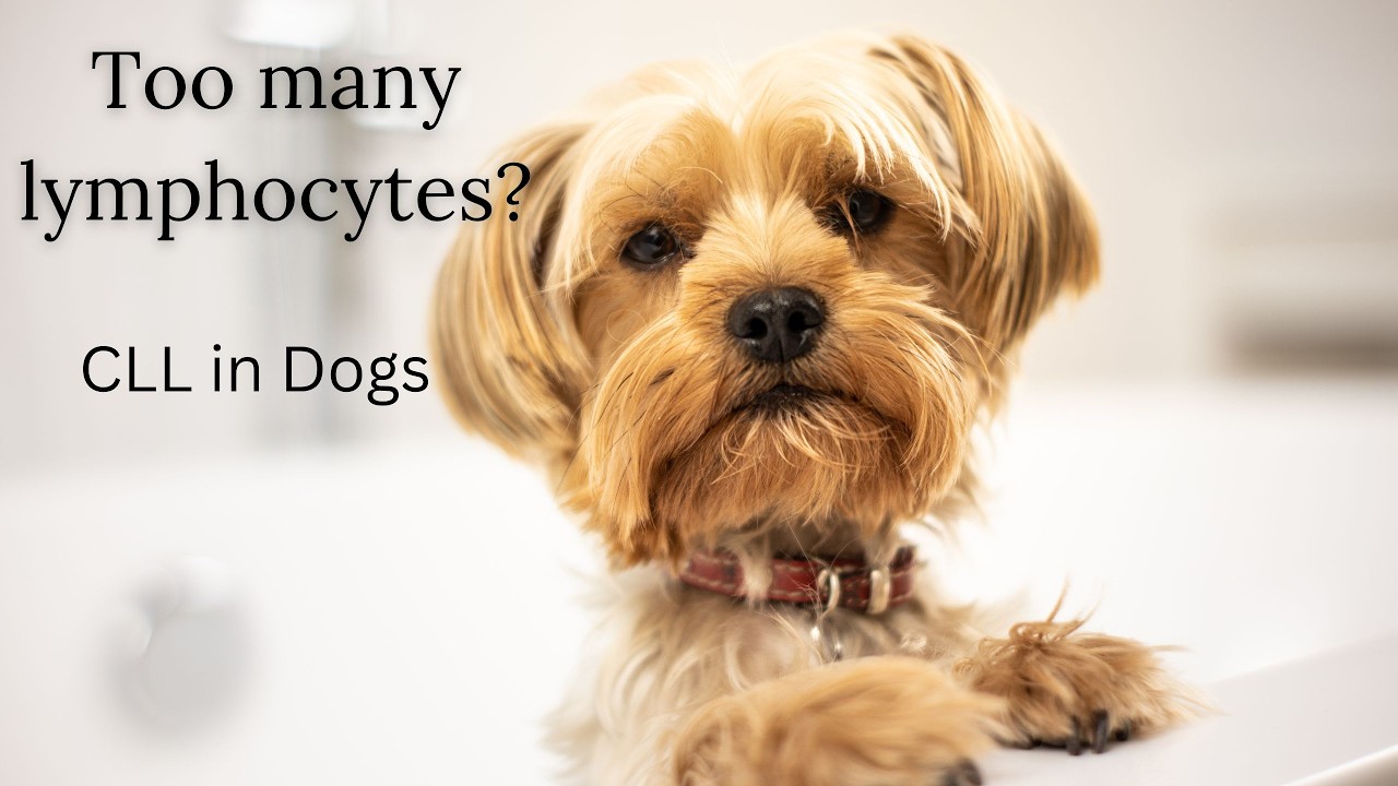 Chronic Lymphocytic Leukemia in Dogs (CLL): Signs, Diagnosis & Treatment