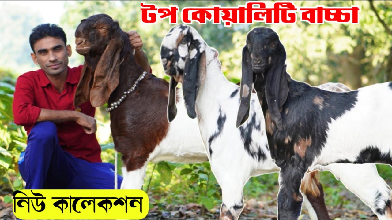 উন্নত জাতের টপ কোয়ালিটি খাসি পাঠি ও পাঠা বাচ্চার দর-দাম জানুন | বিটল হরিয়ানা তোতাপুরি বাচ্চা | 