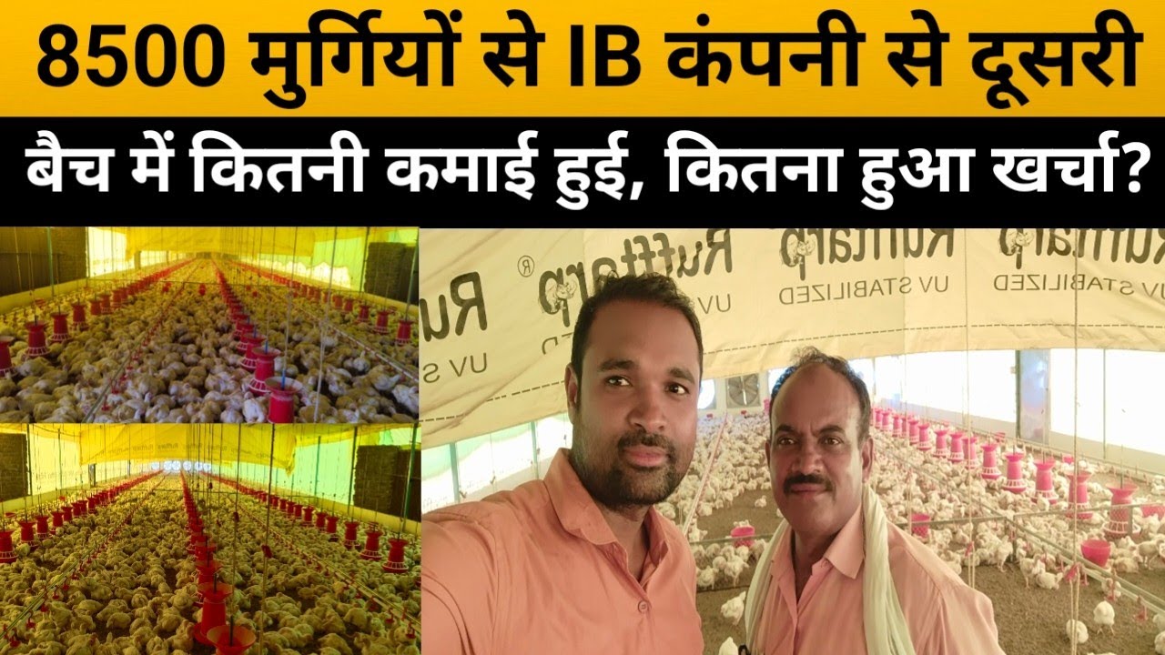 60 साल की उम्र में शुरु किया मुर्गी पालन, 40 दिन में कितनी कमाई हुई, IB कंपनी से दूसरी बैच से कमाई