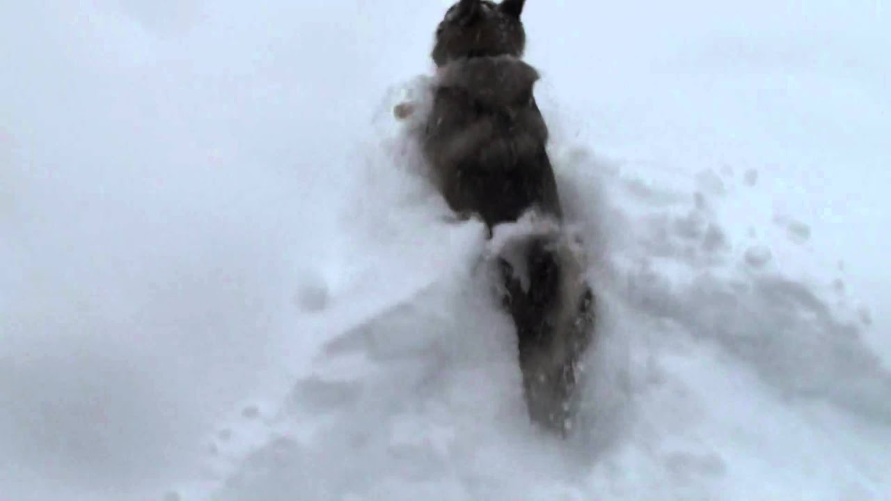 Dog vs Snow