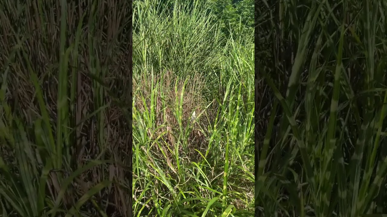 Tackling the Dreaded Overgrown Grass for Septic Access