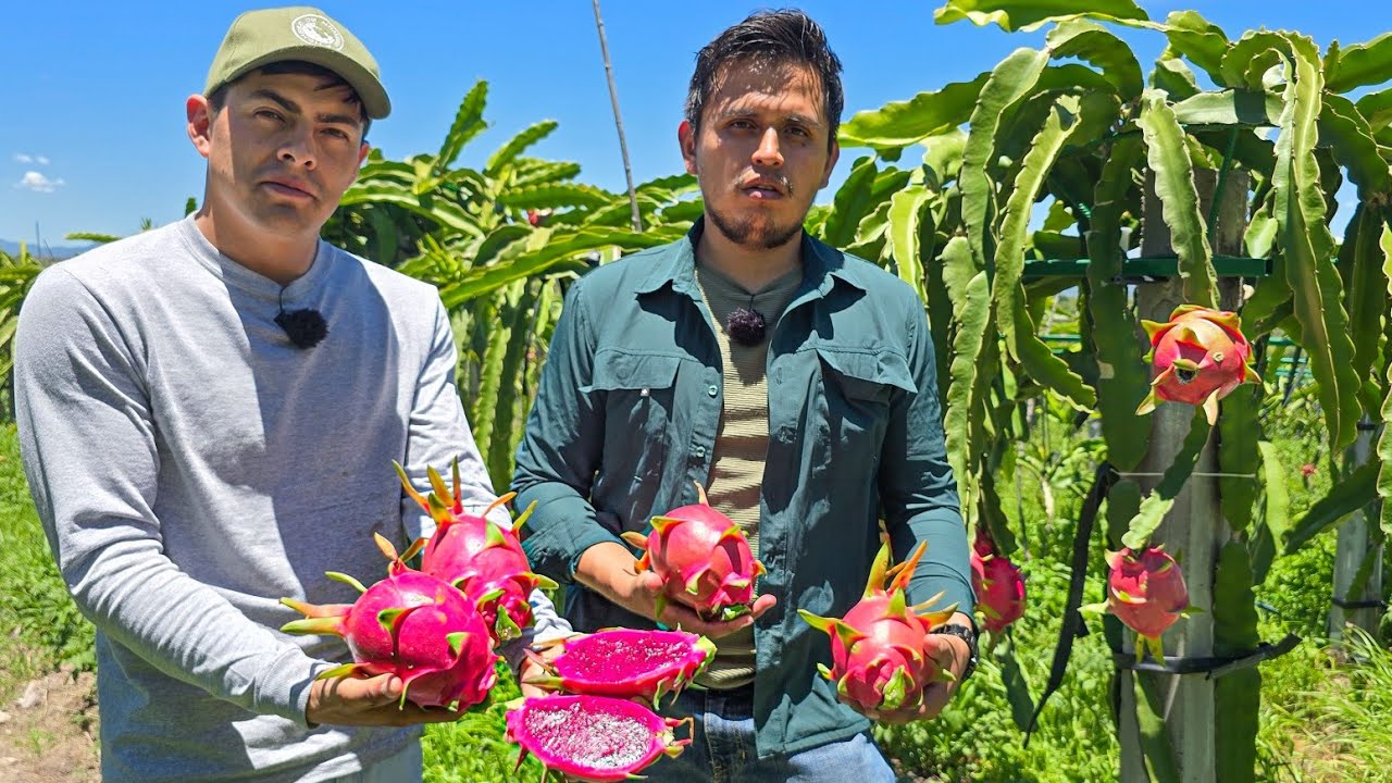 ASÍ SE CULTIVAN Y COSECHAN LAS PITAHAYAS 