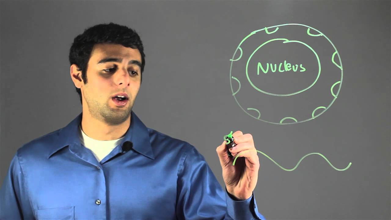 What Protects DNA? : Biology & DNA