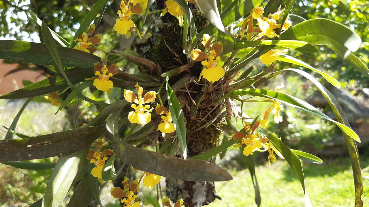 Orquídeas nativas do Brasil oncidium croesus                           native orchids