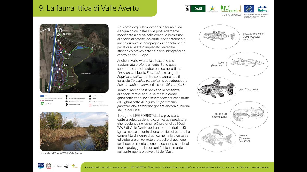 Visita guidata. Pannelli informativi. 9. La fauna ittica