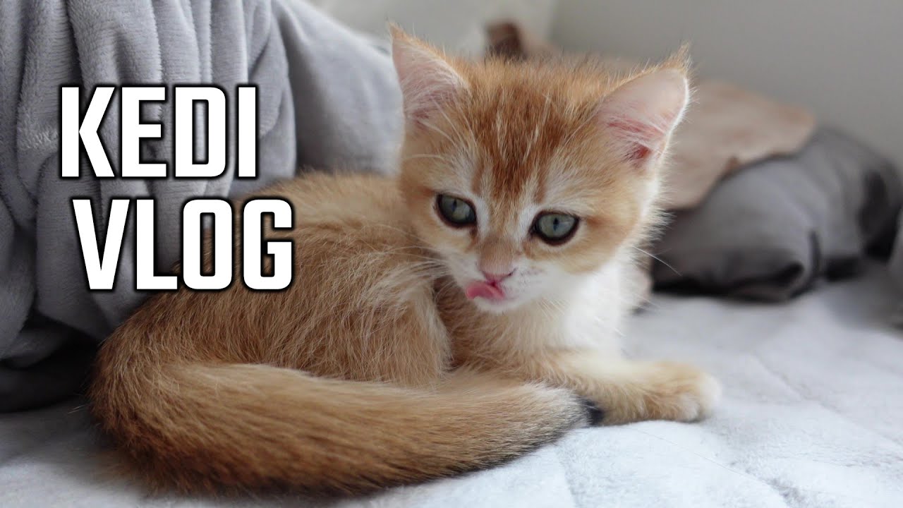 Kedimizle Evde Bir Günümüz Vlog | Yaramaz Kedi Vlog