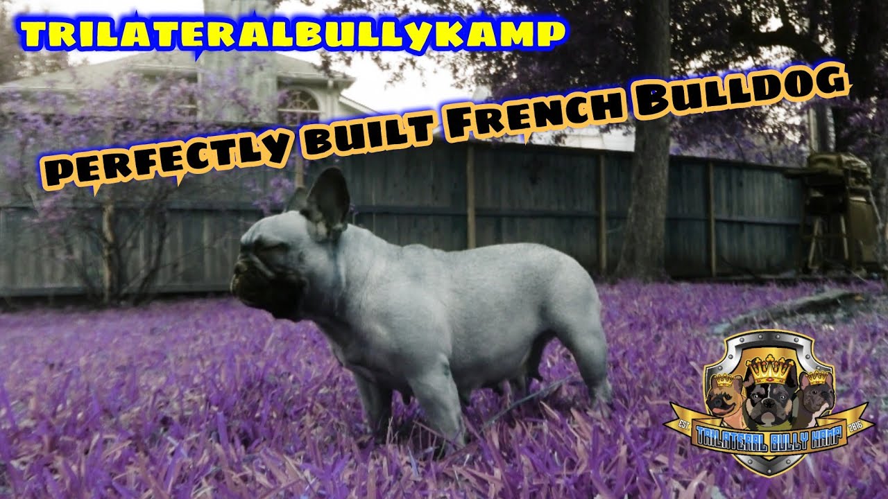TBK Wes Day to day #2(French Bulldogs) Vlog #18 