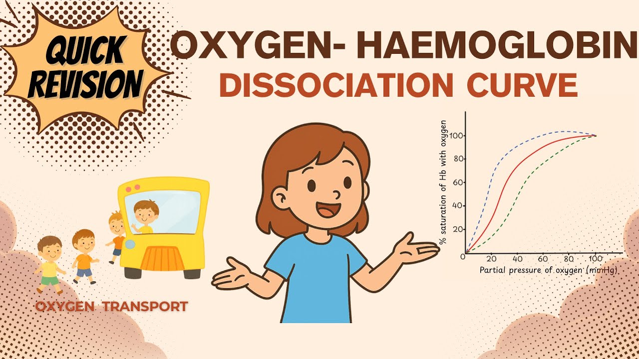 Oxygen Haemoglobin Dissociation Curve | oxygen transport | Breathing and exchange of gases