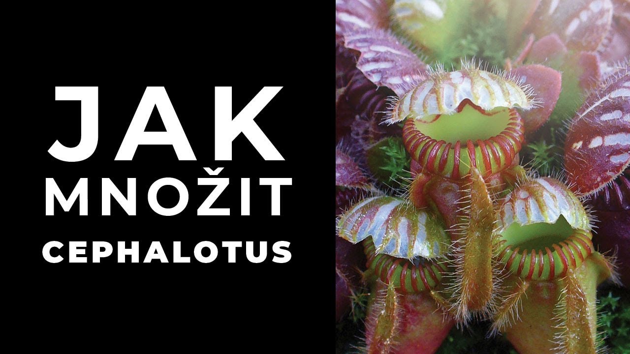 Jak množit cephalotus?