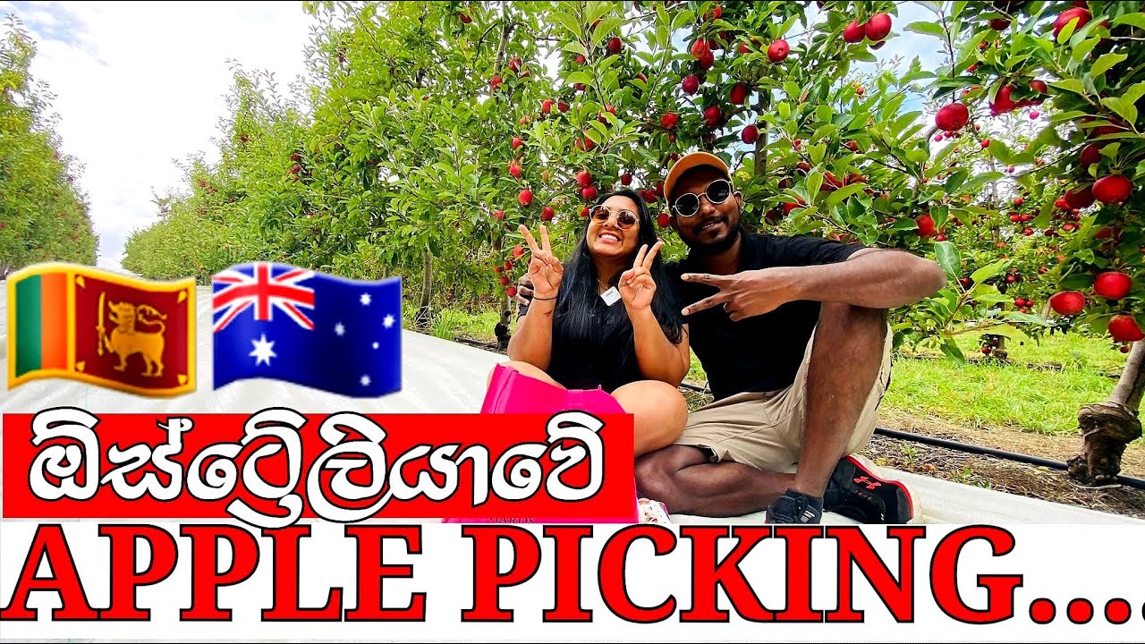 ඕස්ට්‍රේලියාවේ Apple Picking 2022 | SEROO Creations | Adelaide