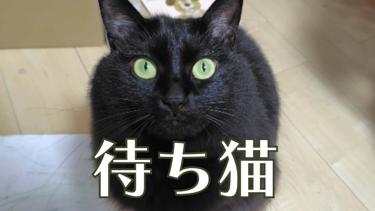 扉の前でスタンバイするモフモフ黒猫…その理由は…ｗ