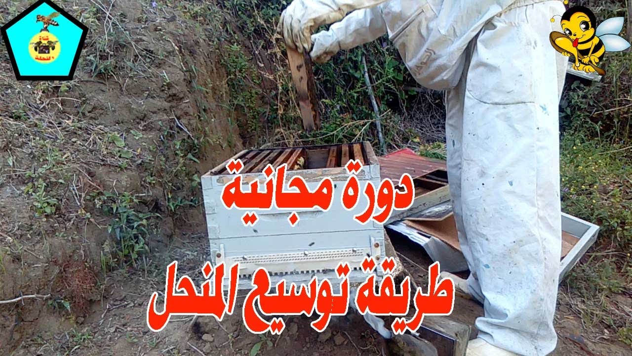 دورة مجانية لطريقة توسيع المنحل (طريقة التقسيم) الدرس 2