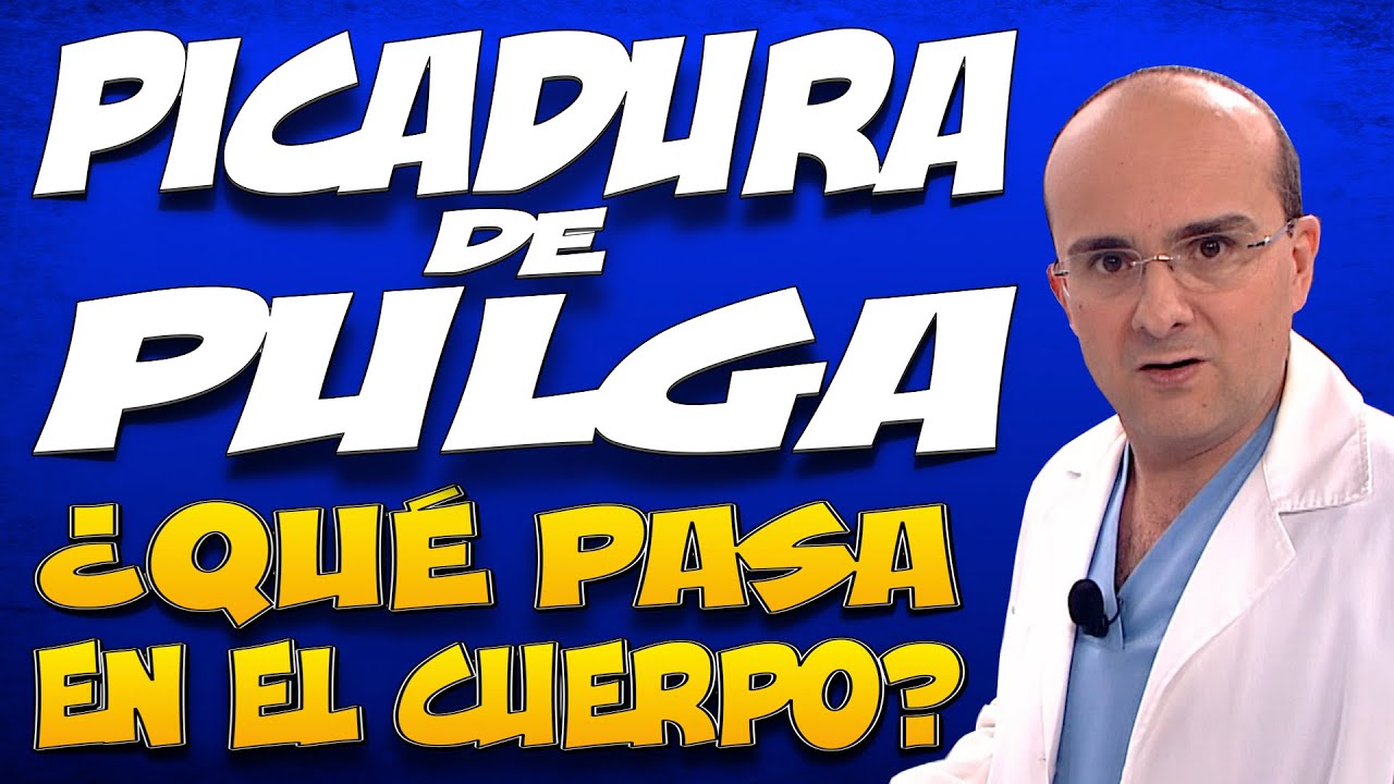 PICADURA DE PULGA - ¿Qué pasa dentro del cuerpo de las personas que la padecen?
