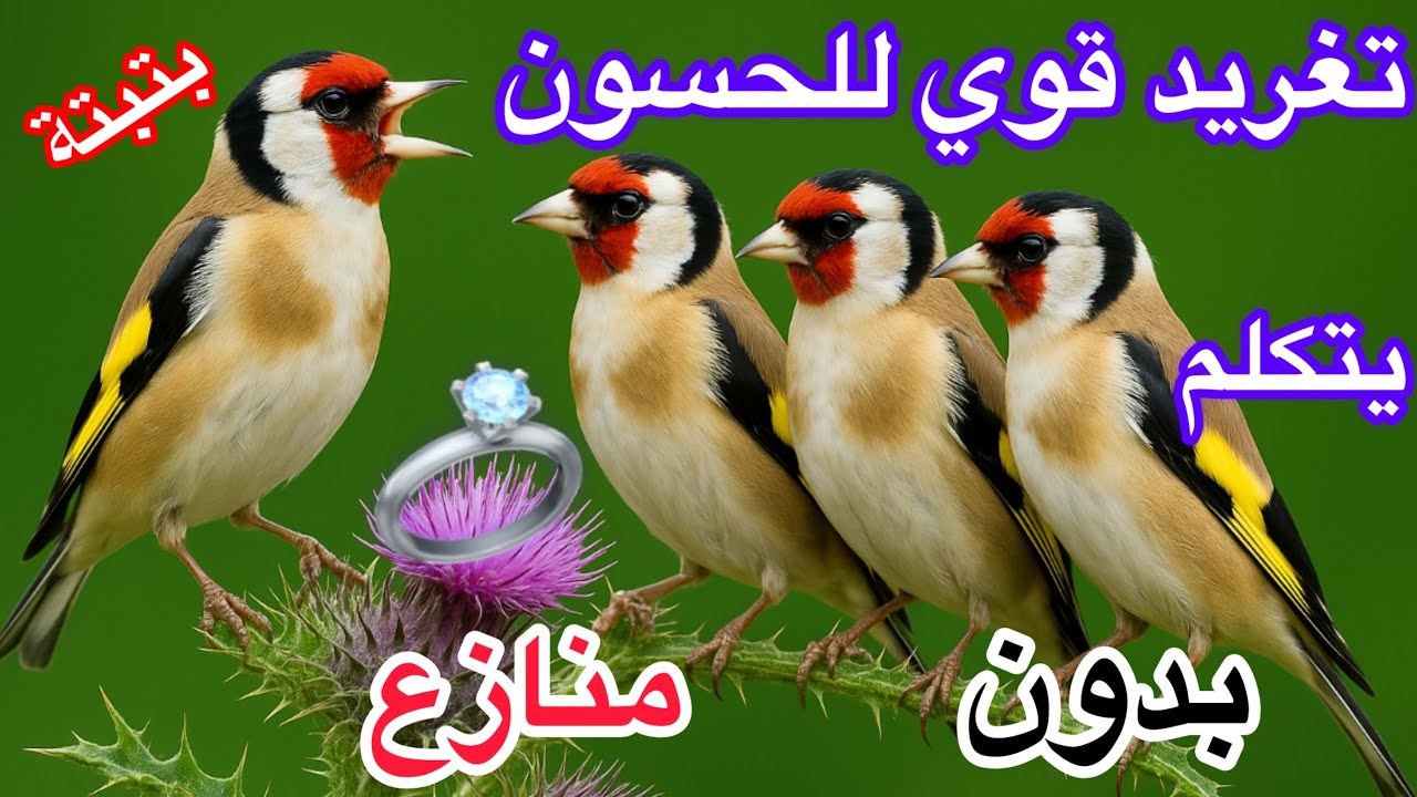 أقوى بتبتة حسون#اقوى تغريد #لطائر الحسون في البرية #🐦#صوت يهيّج ويحفز# على التزاوج #بجودة عالية