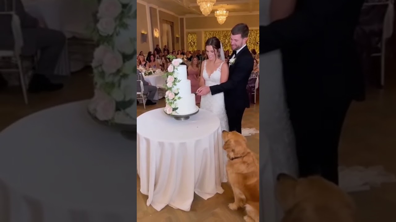Dog Destroys Wedding Cake Before First Cut