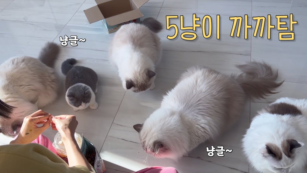 다섯마리 고양이들의 냥글냥글한 까까탐!  | 다묘집사 일상