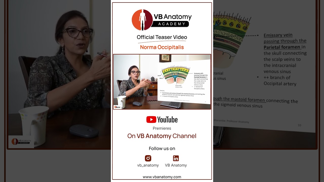 Norma Occipitalis Teaser          #anatomy #education #anatomylessons #clinicalanatomy #grossanatomy