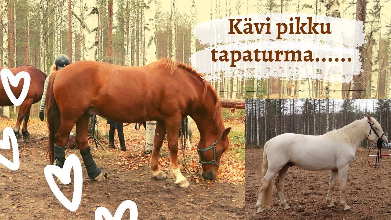 PITKÄ TALLIPÄIVÄ l Onnettomuus, laukkasin ekaa kertaa Herkulla kentällä