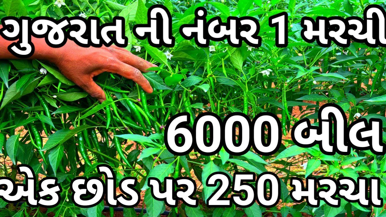 મરચી ની ખેતી | 8980997414 | 6000 આવક | એક છોડ પર 250 મરચા 🌶️| marchi ni kheti | #marchi#મરચી#mirchi 