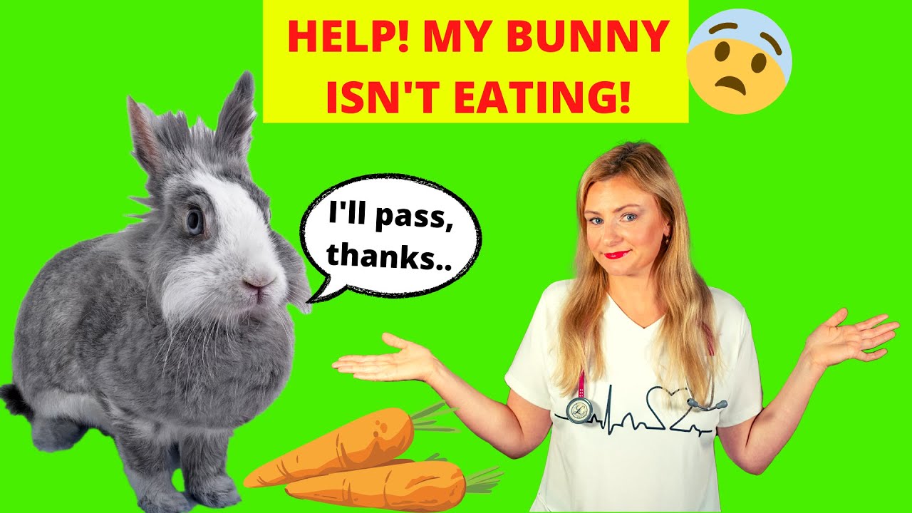 Why Is My Rabbit Not Eating? What should I do? (Vet Explains)