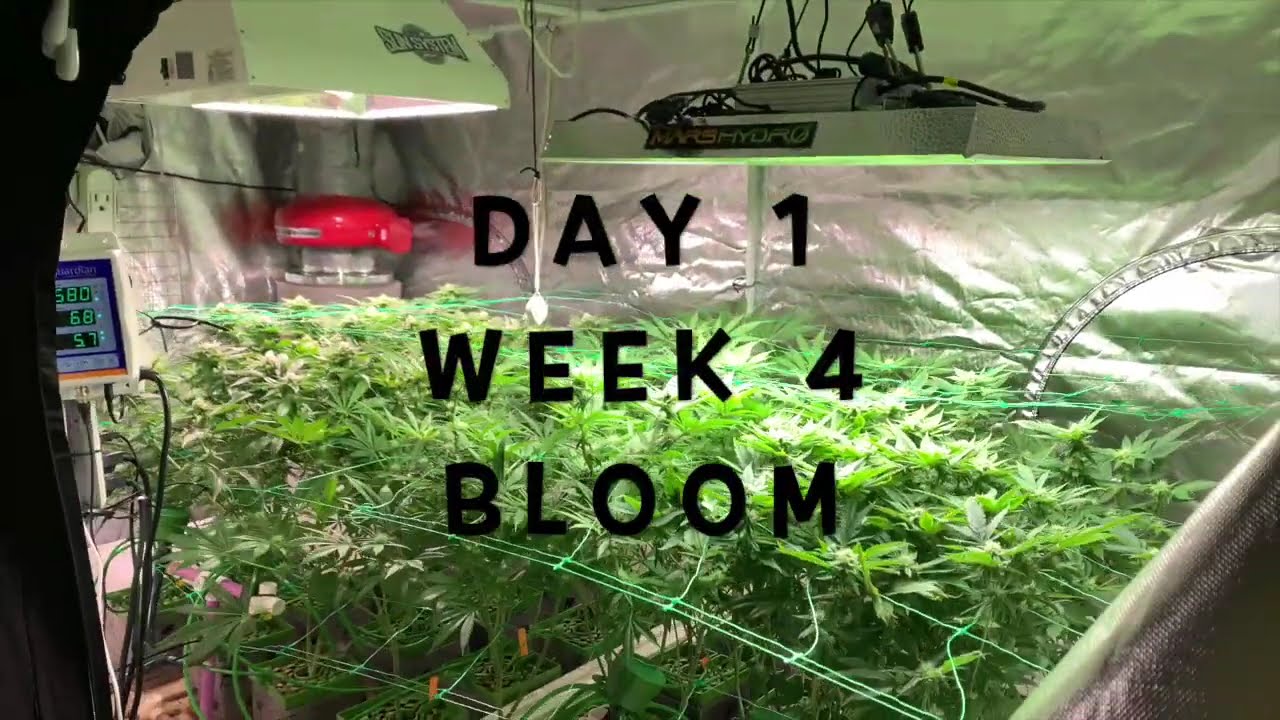 Mars Hydro TS 2000 LED vs 315w LEC Pinkman Goo, BleedGold TankWreck, 5x10 Grow Tent, Final Yield
