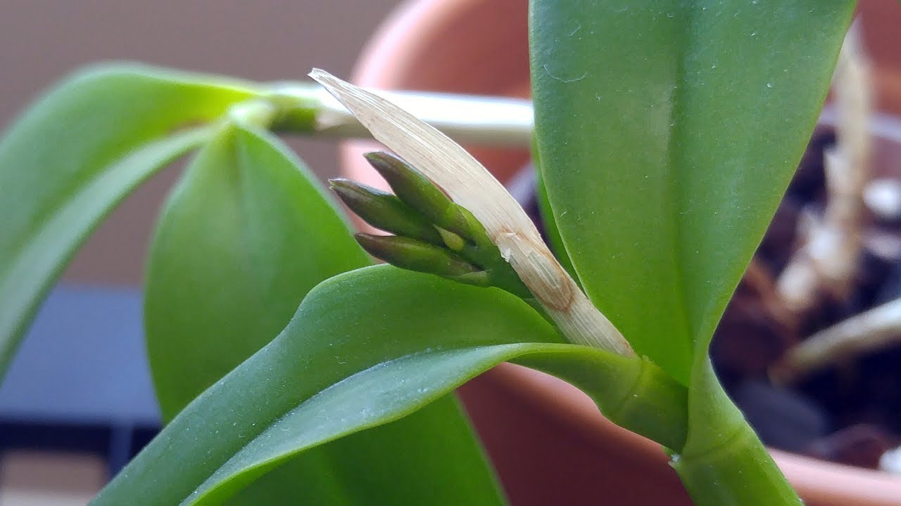 Cattlianthe Star Mind cut in half produces buds on both halfs...