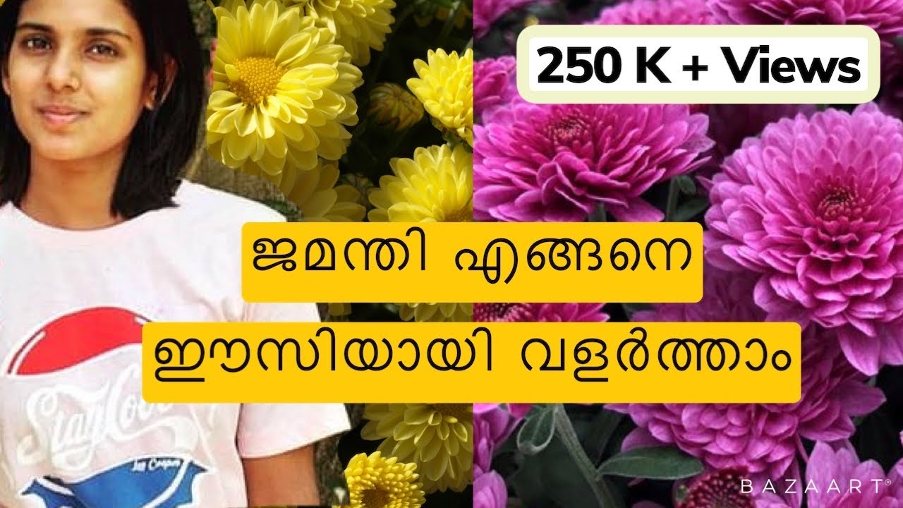 Chrysanthemum Plant Complete  Care ജമന്തി പരിപാലനം|Repotting| Propagation|Fertilizers|MalayalamVideo