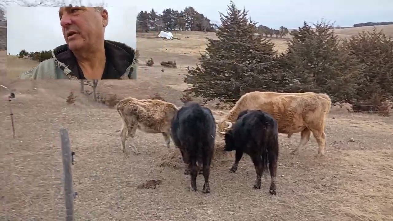 Утренняя подкормка тюков сена/разбрасывание сена, четверг, 12 марта 2026 г.