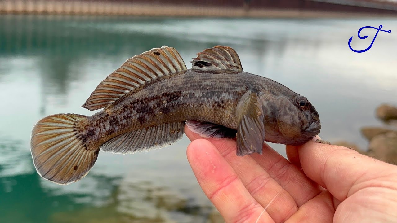 Раздражающий и агрессивный &mdash; квест Эп. 24: Круглый бычок (Neogobius melanostomus)