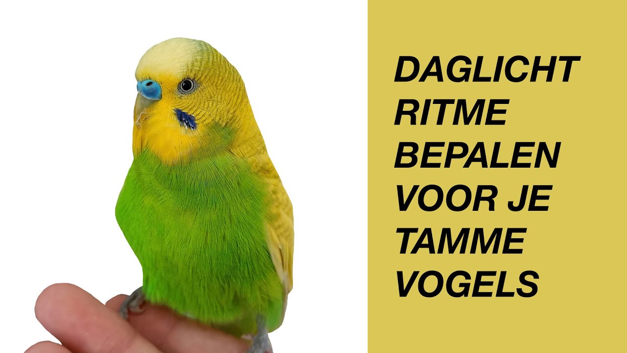 Het Daglicht Ritme Bepalen Voor Je Tamme Vogels