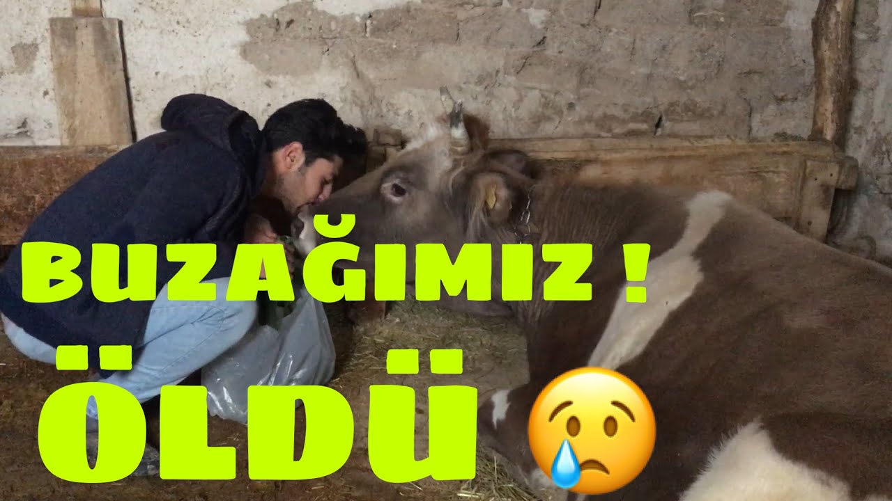 İNEKLERDE DOĞUM FELCİ ! MUTLU DOĞUM FELCİ GEÇİRDİ ! BUZAĞI ÖLDÜ! KÖYDE BİR GÜN! #inekdoğumu