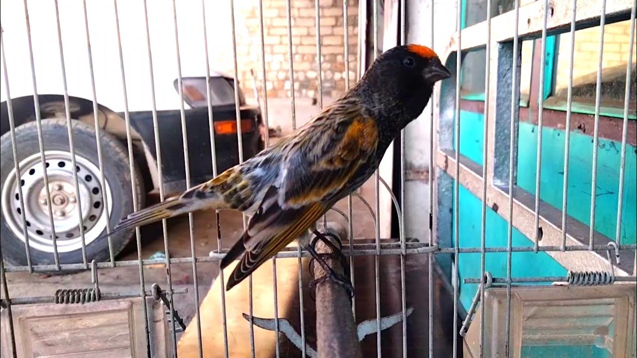 Gulsar Singing / Parachinar Fronted bird گلبسر خوش خوان و مست